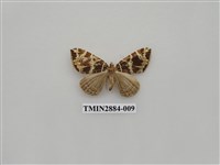 藏品(尺蛾613)的圖片